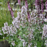 Nepeta faassenii 'Amelia' Kantnepeta