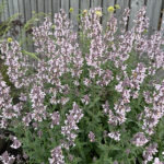 Nepeta faassenii 'Amelia' Kantnepeta