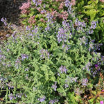 Nepeta faassenii JUNIOR WALKER 'Novanepjun' Kantnepeta