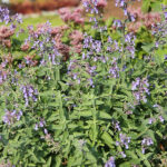 Nepeta faassenii JUNIOR WALKER 'Novanepjun' Kantnepeta