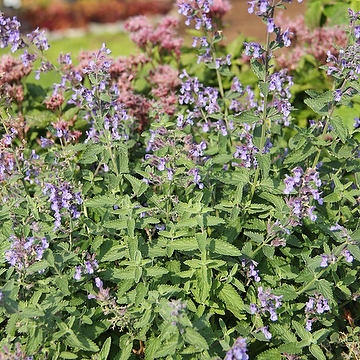 Nepeta faassenii JUNIOR WALKER 'Novanepjun' Kantnepeta