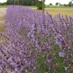 Nepeta faassenii 'Walkers Low' Kantnepeta