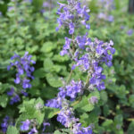 Nepeta racemosa 'Linghem' GK Bergnepeta