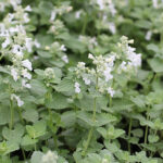 Nepeta racemosa 'Snowflake' Bergnepeta