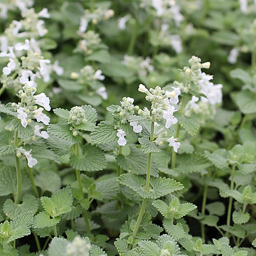 Nepeta racemosa 'Snowflake' Bergnepeta