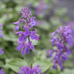 Nepeta racemosa 'Superba' Bergnepeta