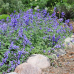 Nepeta racemosa 'Superba' Bergnepeta
