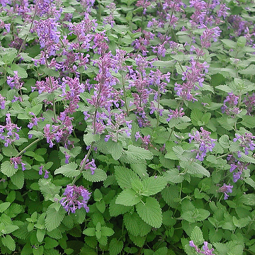 Nepeta racemosa 'Superba' Bergnepeta