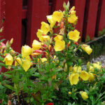 Oenothera fruticosa Gullnattljus