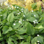 Omphalodes verna 'Alba' Ormöga
