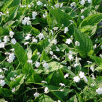 Omphalodes verna 'Alba' Ormöga