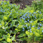Omphalodes verna Ormöga