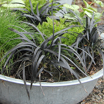 Ophiopogon planiscapus 'Nigrescens' Mörkt ormskägg