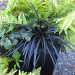Ophiopogon planiscapus 'Nigrescens' Mörkt ormskägg