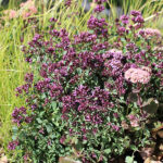 Origanum Laevigatum-Gr. 'Herrenhausen' Purpurmejram