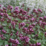 Origanum Laevigatum-Gr. 'Herrenhausen' Purpurmejram