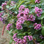 Origanum 'Rosenkuppel' Hybridmejram