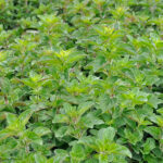 Origanum 'Rosenkuppel' Hybridmejram