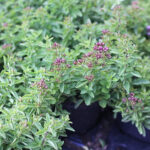 Origanum vulgare 'Compactum' Kungsmynta