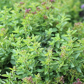 Origanum vulgare 'Compactum' Kungsmynta