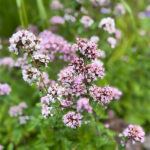 Origanum vulgare Kungsmynta