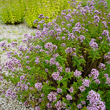 Origanum vulgare Kungsmynta