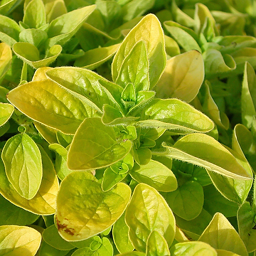 Origanum vulgare 'Thumble's Variety' Gulbladig kungsmynta