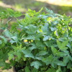 Osmunda regalis Safsa