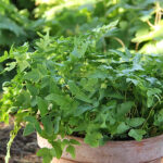 Osmunda regalis Safsa
