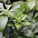 Pachysandra terminalis 'Green Carpet' Skuggröna