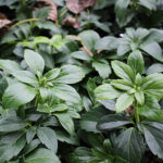 Pachysandra terminalis 'Green Carpet' Skuggröna