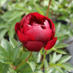 Paeonia 'Buckeye Belle' 2L Luktpion