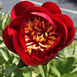 Paeonia 'Buckeye Belle' 2L Luktpion