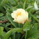 Paeonia 'Claire de Lune' 2L Luktpion