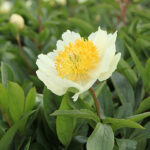 Paeonia 'Claire de Lune' 2L Luktpion
