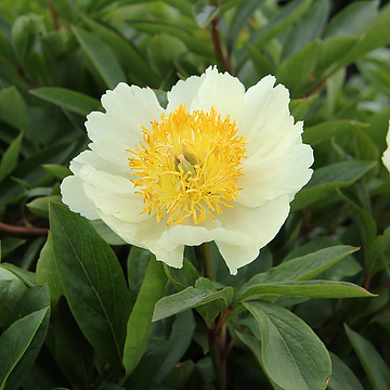 Paeonia 'Claire de Lune' 2L Luktpion