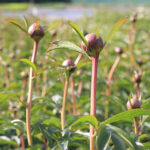 Paeonia 'Coral Charm' 2L Luktpion