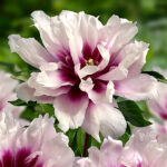 Paeonia Itoh-Gr. 'Cora Louise' 4L NY Itoh-pion