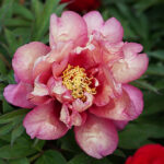 Paeonia Itoh-Gr. 'Hillary' 4L Itoh-buskpion