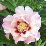 Paeonia Itoh-Gr. 'Pastel Splendor' 4L NY Itoh-pion