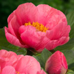 Paeonia 'Lovely Rose' 2L Pion