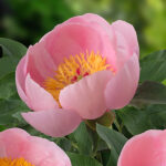 Paeonia 'Soft Salmon Saucer' 2L NY Pion