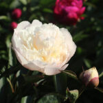 Paeonia festiva 'Alba Plena' 2L Bondpion