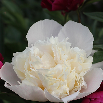 Paeonia festiva 'Alba Plena' 2L Bondpion