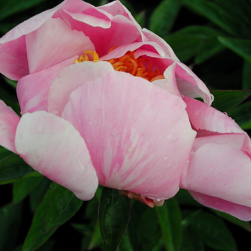 Paeonia festiva 'Rosea Superba Plena' 2L Bondpion