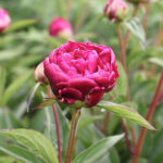 Paeonia festiva 'Rubra Plena' 2L Bondpion