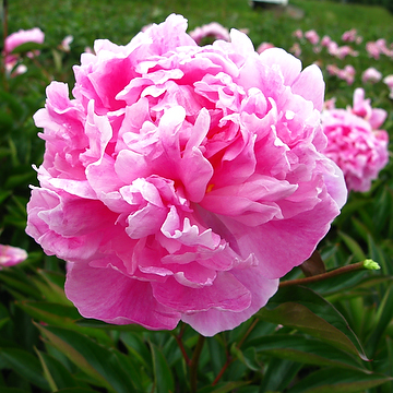 Paeonia lactiflora 'Alexander Fleming' 2L Luktpion