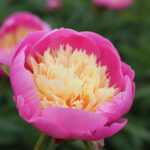Paeonia lactiflora 'Bowl of Beauty' 2L Luktpion