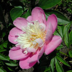 Paeonia lactiflora 'Bowl of Beauty' 2L Luktpion