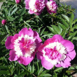 Paeonia lactiflora 'Celebrity' 2L Luktpion